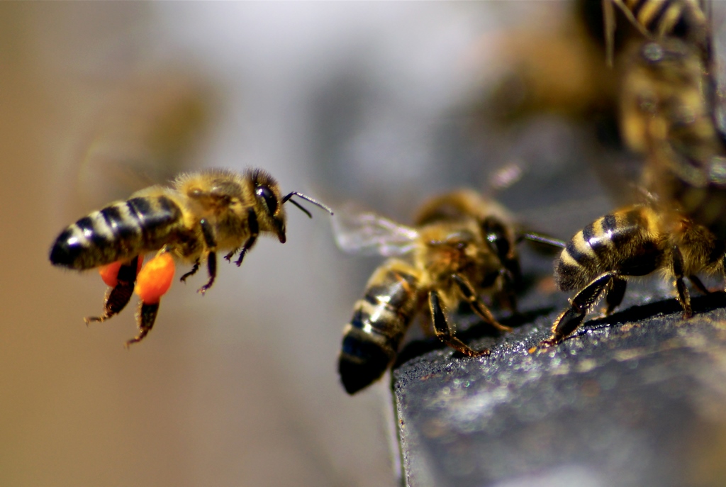 Formation apiculteur Queyras 