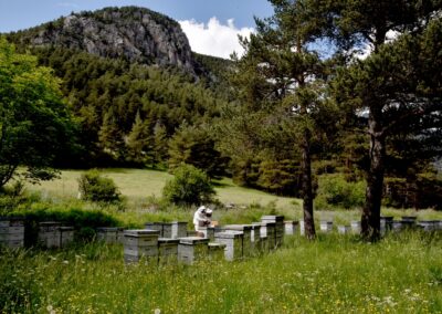 Formation apiculteur Hautes-Alpes (05)