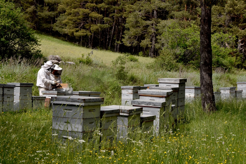 Formation apiculteur Queyras 