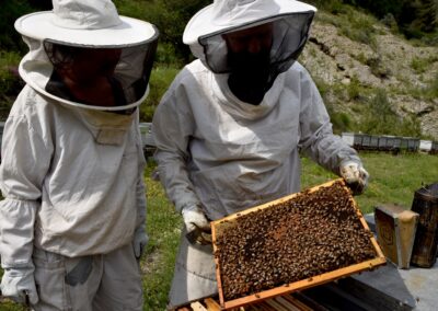 formation apiculture Hautes-Alpes