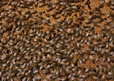 Formation apiculteur dans les Hautes-Alpes