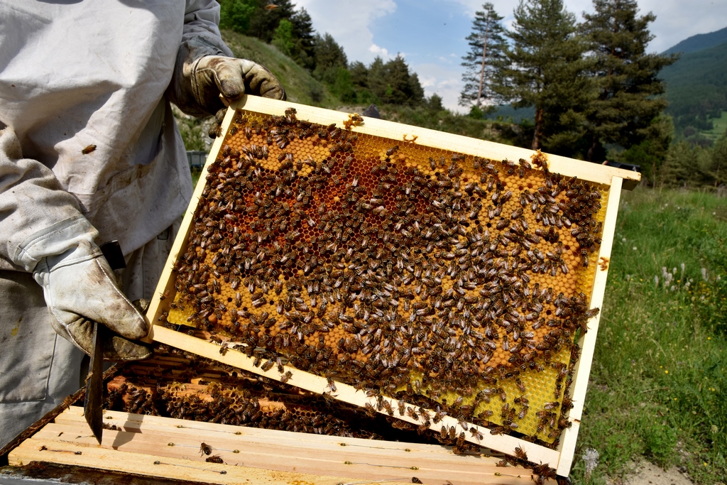 Formation apiculteur Aqueyras